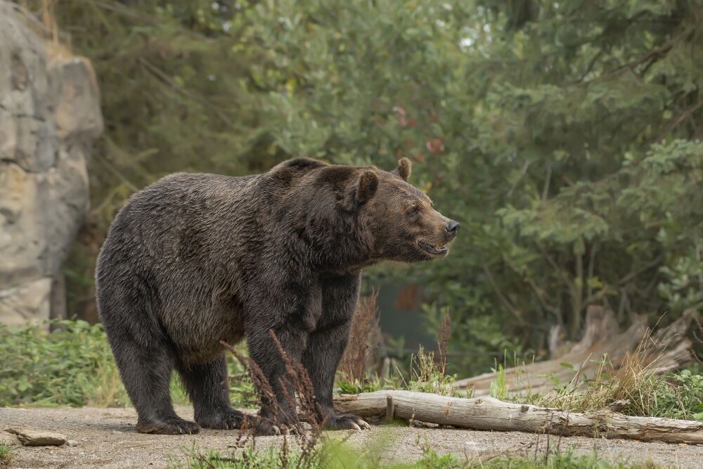 closeup-shot-grizzly-bear-smiling-with-blurred-forest